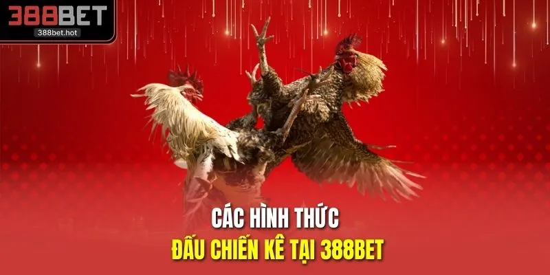 Các hình thức đấu chiến kê tại 388BET