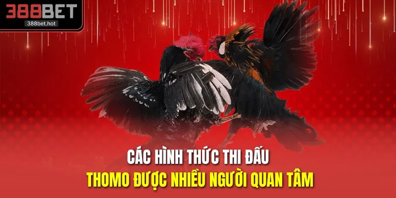 Các hình thức thi đấu Thomo được nhiều người quan tâm