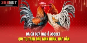 Đá Gà Cựa Dao Ở 388BET - Quy Tụ Trận Đấu Mãn Nhãn, Hấp Dẫn