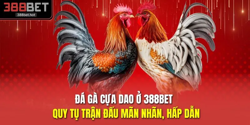 Đá Gà Cựa Dao Ở 388BET - Quy Tụ Trận Đấu Mãn Nhãn, Hấp Dẫn