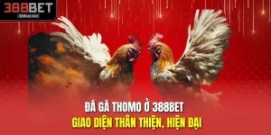 Đá Gà Thomo Ở 388BET - Giao Diện Thân Thiện, Hiện Đại