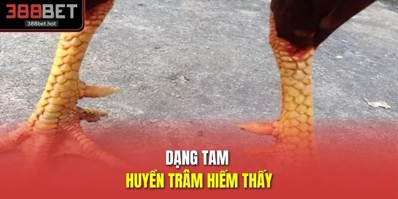 Dạng tam huyền trâm hiếm thấy