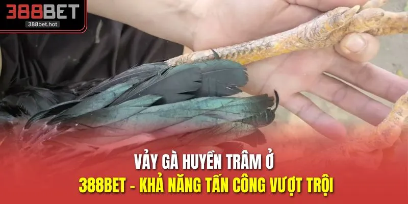 Vảy Gà Huyền Trâm Ở 388BET - Khả Năng Tấn Công Vượt Trội